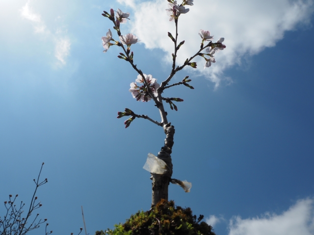 桜盆栽の剪定の仕方はどうしたらいい 植え替えや手入れはどうする 日々の問いかけ