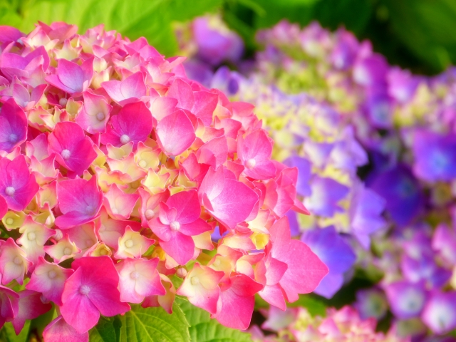 紫陽花の淡い赤色が好き どんな意味が込められた花言葉なの 日々の問いかけ