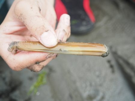 潮干狩りでマテ貝が採りたい どんな道具を準備すればいいの 日々の問いかけ