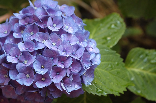 紫陽花のてまりてまりを贈りたい どんな花言葉を持っているの 日々の問いかけ