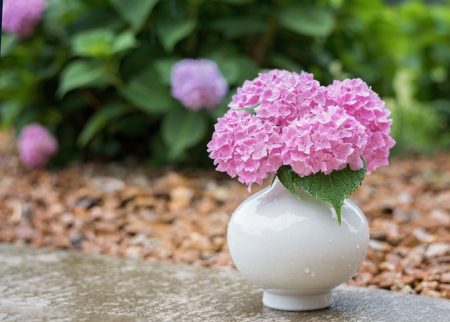 紫陽花のてまりてまりを贈りたい どんな花言葉を持っているの 日々の問いかけ