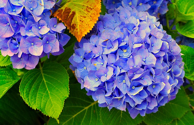 紫陽花の花言葉ってどんなの 色別に意味が違ってくるの 日々の問いかけ