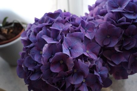 紫陽花の花言葉ってどんなの 色別に意味が違ってくるの 日々の問いかけ